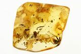 Detailed Fossil Ants and Partial Spider in Baltic Amber #288580-1